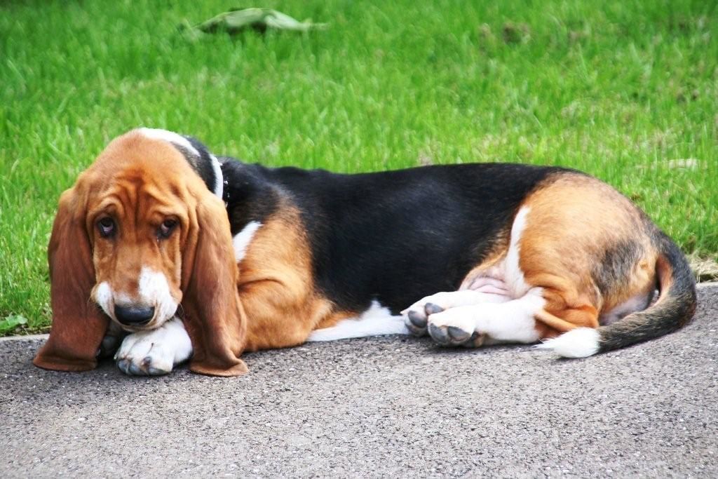 Basset hound