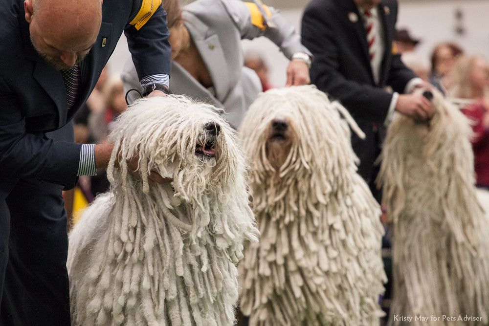 Komondor