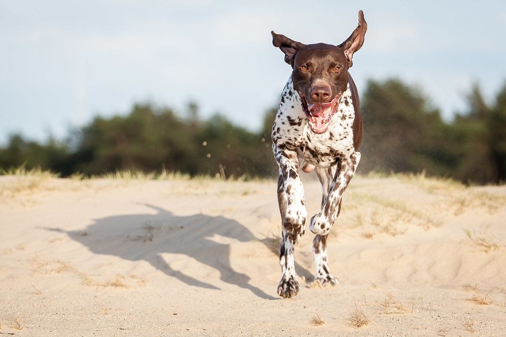 Rövidszőrű német vizsla
