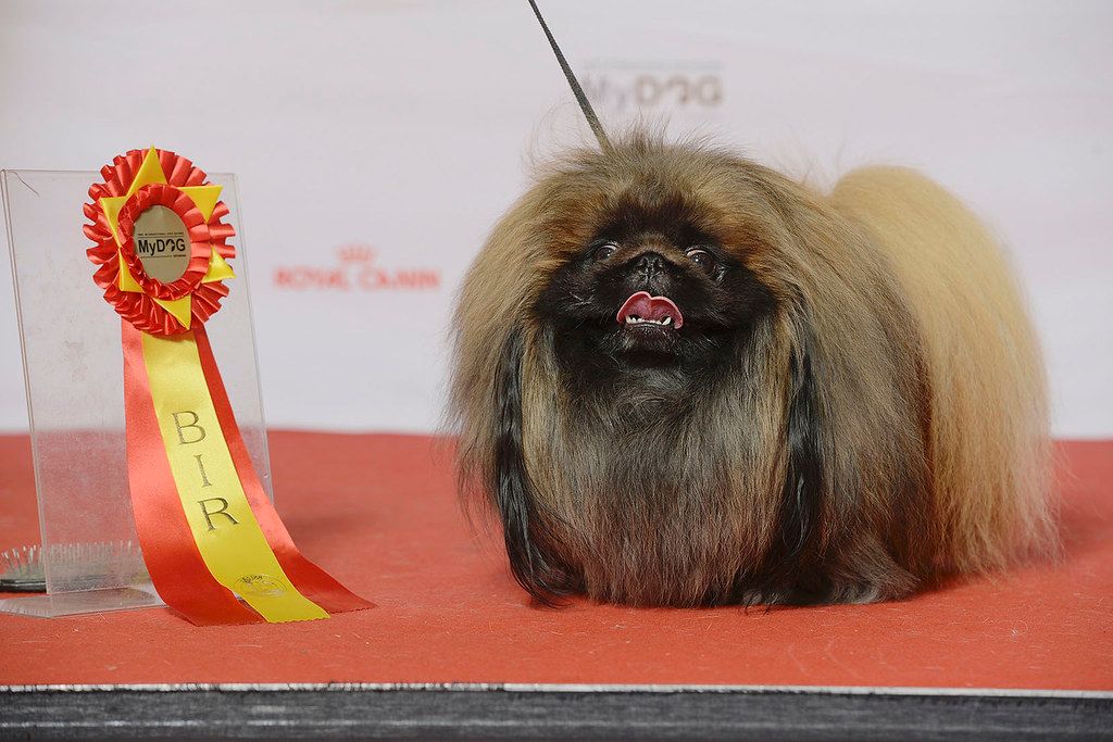 Pekingi palotakutya